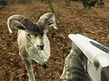 Crazy Goat Hunter - Play free online game