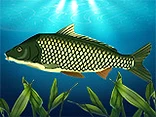 Real Fishing - Play free online Fishing game